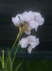 IRIS PARFUMAT