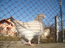 f 2008