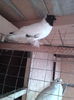poze100 032