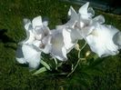 2014-05-13  IRIS PARFUMAT