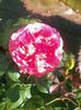2014-06-04 07.44.25
