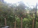 2014-07-12  se coc murele