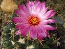 Coryphantha elephantidens..