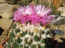 .Coryphantha elepahantidens .