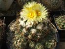 Coryphantha elepahantidens  ssp bumamma