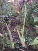 2014-10-21 INFLORESTE IRISUL PARFUMAT