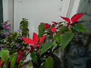 DSCN0550