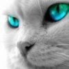 pisica Albastra