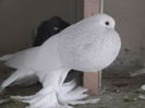 101280071_APDTAQF