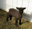 Miel Babydoll Southdown mititel