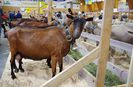Alpine si Toggenburg la un targ-8