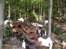 Alpine prin padure