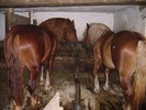 photo205783[1]