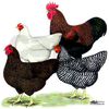 plymouth_rock_chickens_pillow_case