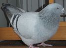 DSCF8437