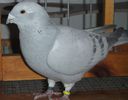 DSCF8441