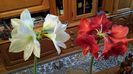 016...infloresc perechi,perechi...