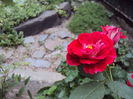 DSC09530