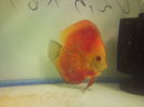 pui discus la 11zile