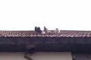 IMAG0543