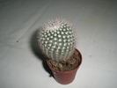 Mammillaria - 31.01