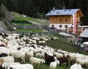 Turistii si oile Bergschaf in Alpi