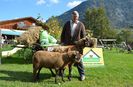 Bergschaf de culoare maronie
