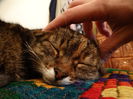 Scottish fold :)
