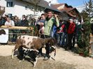 Austriecii cu Tscheggenschaf