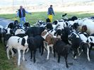 Austriecii si oile Tscheggenschaf