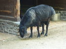 Oaie Hissarschaf deosebita