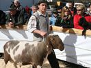 Oaie Tscheggenschaf la concurs
