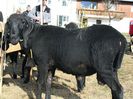 Oaie Tscheggenschaf neagra