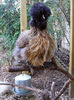 original_Anna-Millman-Backyard-Chickens-partridge-silkie-dot-laura_s3x4_lg