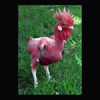 Featherless-Chicken