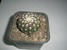 Notocactusul in noul ghiveci