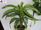 Dracena variegata (7-02-2015)