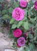 DSC05367