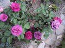 DSC05369