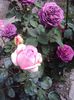 DSC05650
