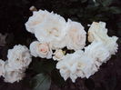 DSC06137