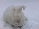 Angora in zapada 004