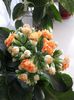 1 Kalanchoe blossfeldiana