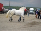 5586_t5[1]