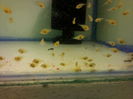 pui discus la 12 zile