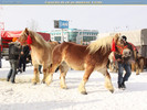 20100124102742-expozitie-de-cai-pe-stadionul-vointa-1597468493[1]