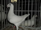 SAM_4056