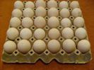 oua pentru incubat