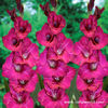 Gladiole Fidelio