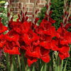 Gladiole Oscar